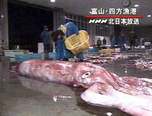 calamaro-gigante