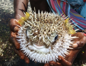 kenya-watamu_pesce_palla