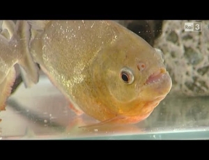 Il Pesce Piranha